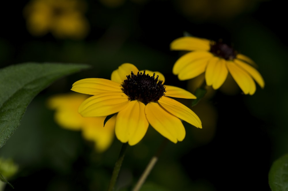 a group of yellow flowers with green leaves