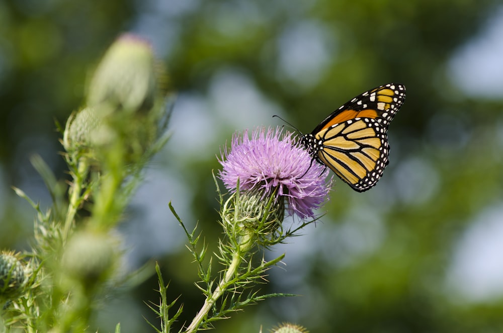 a close up of a butterfly on a flower