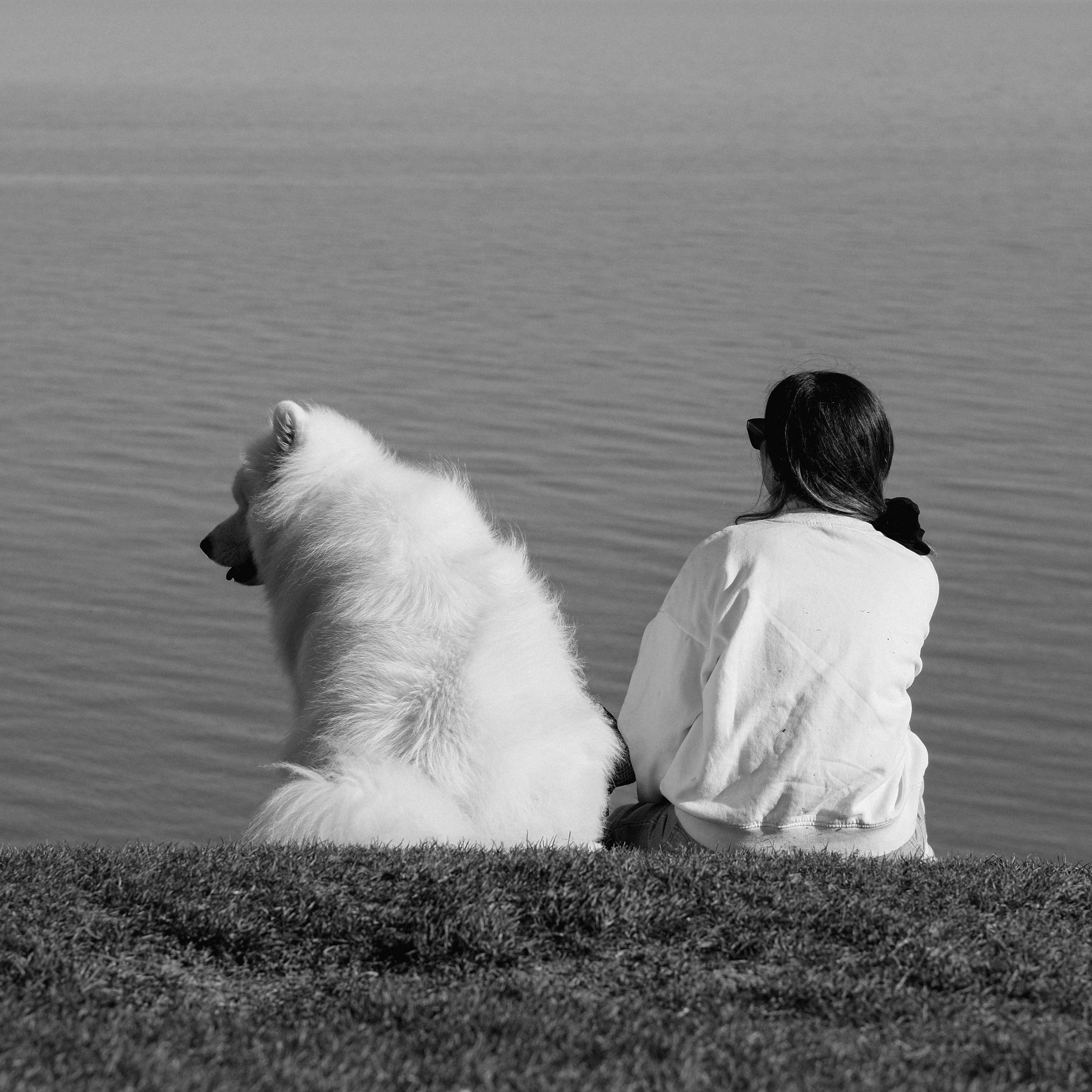 Chiens et promenade méditative : renforcer l'équilibre émotionnel des étudiants stressés.
