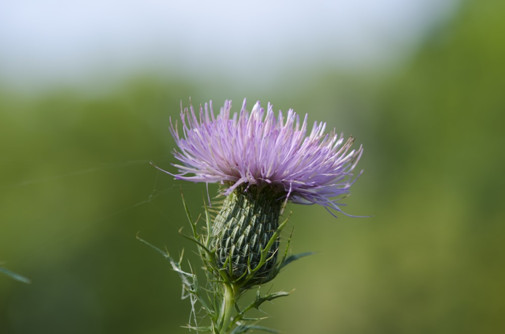 a close up of a purple flower with a blurry background