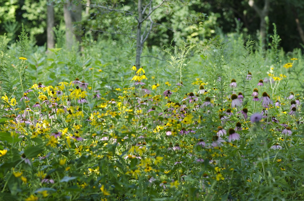 a field of wild flowers and trees in the background