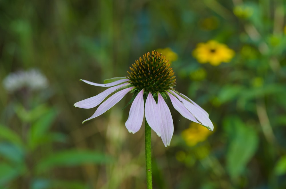 a purple flower with yellow and white flowers in the background