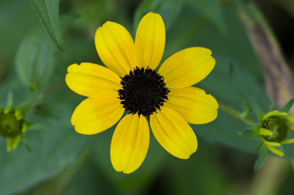 a yellow flower with a black center surrounded by green leaves