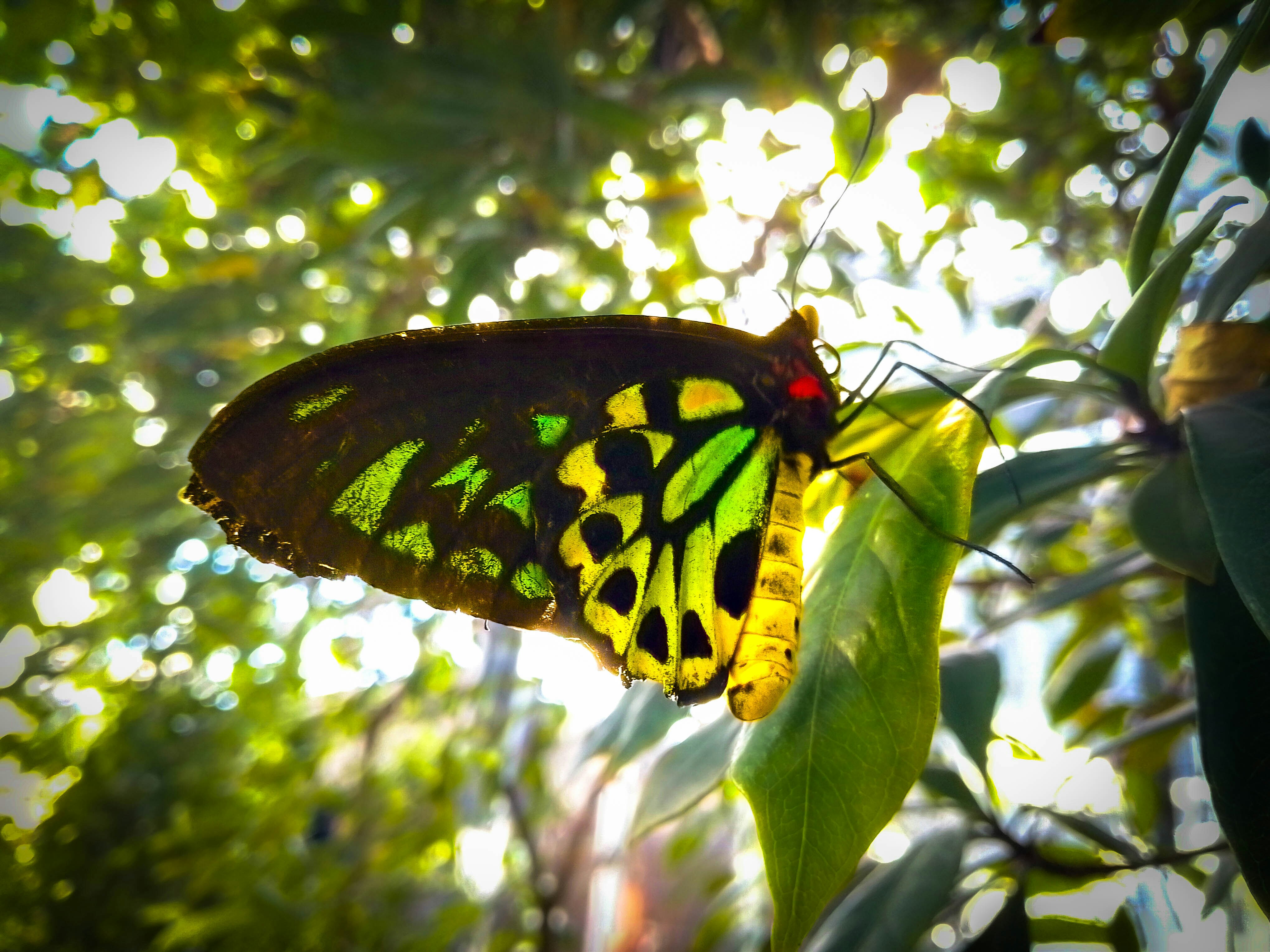 A close-up of a butterfly with a yellow body and black wings containing a green and yellow pattern. It is sitting on a green leaf, and behind it is more, out of focus, plant life surrounds it.