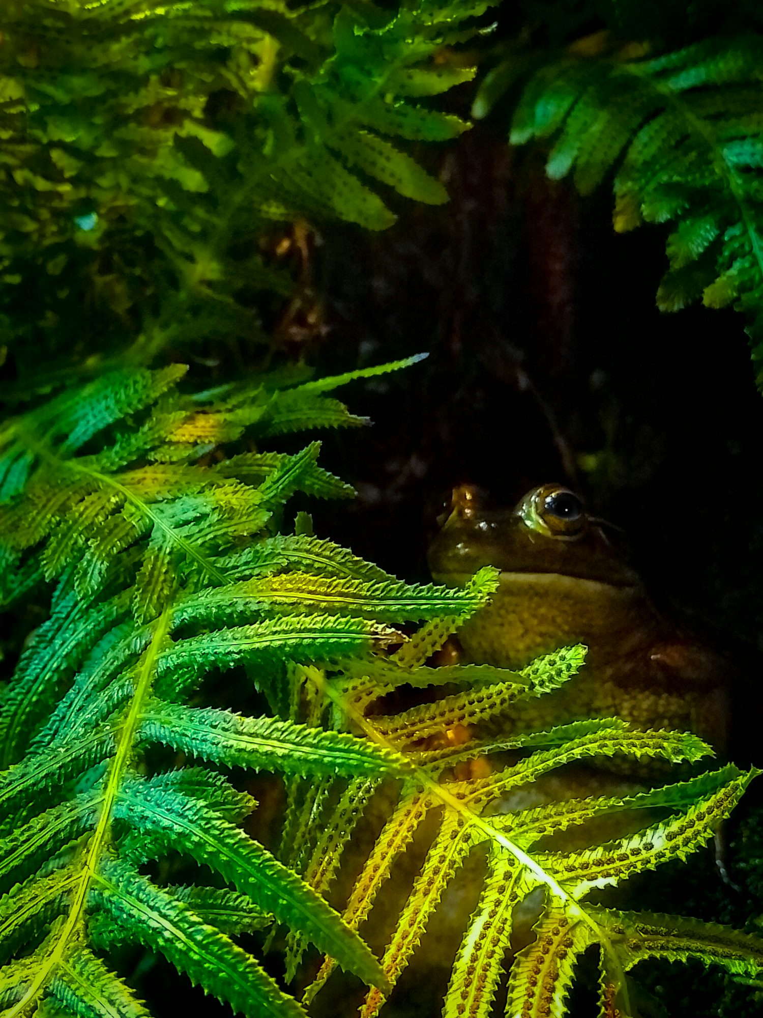 A dark close-up of some green ferns. Nestled to the right is a chill brown frog, being chill.