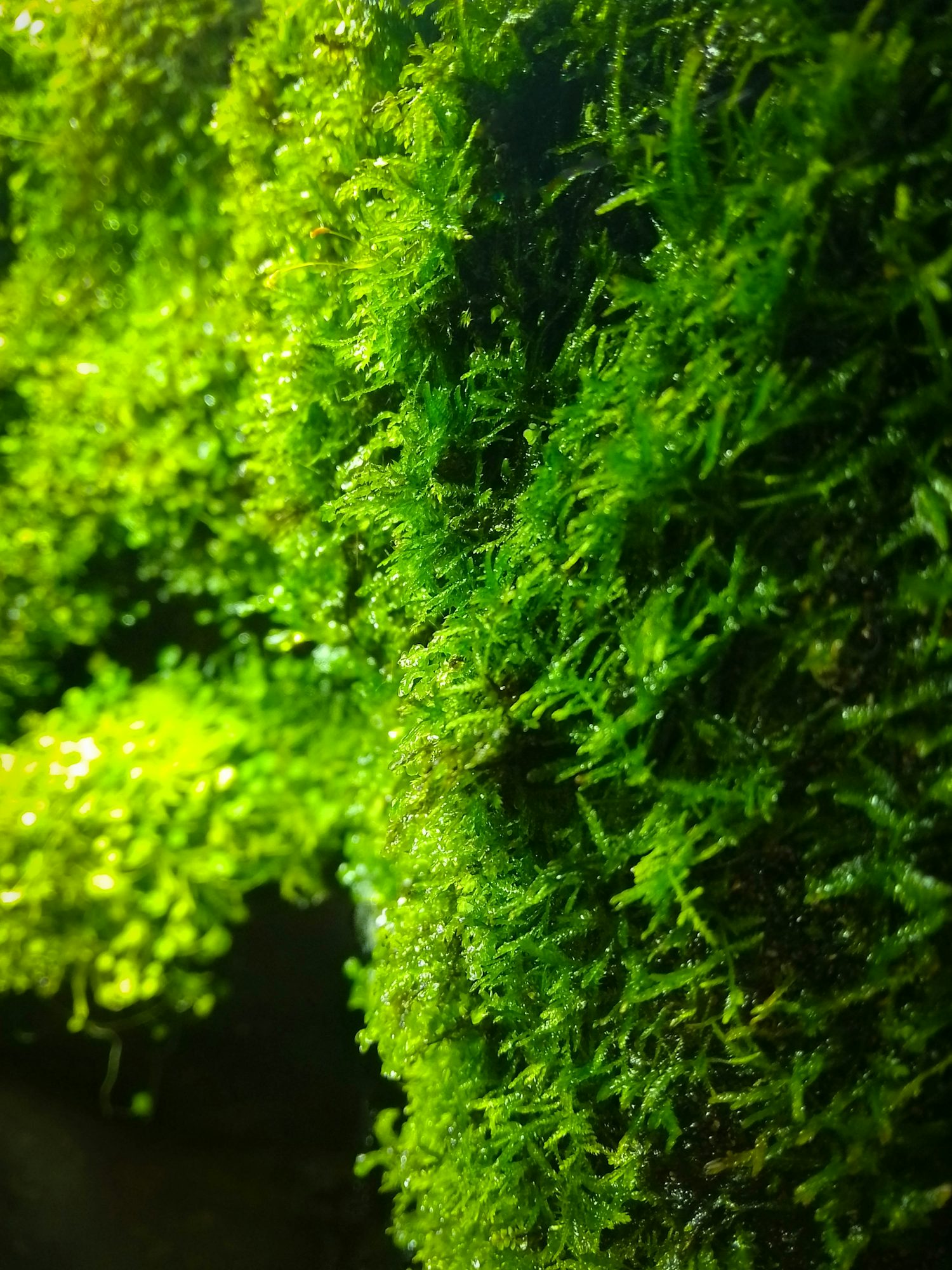 A shallow depth of field close-up of green moss growing vertically. It is moist, with tiny beads of water covering it, and more moss can be seen in blurred semi-darkness in the background.