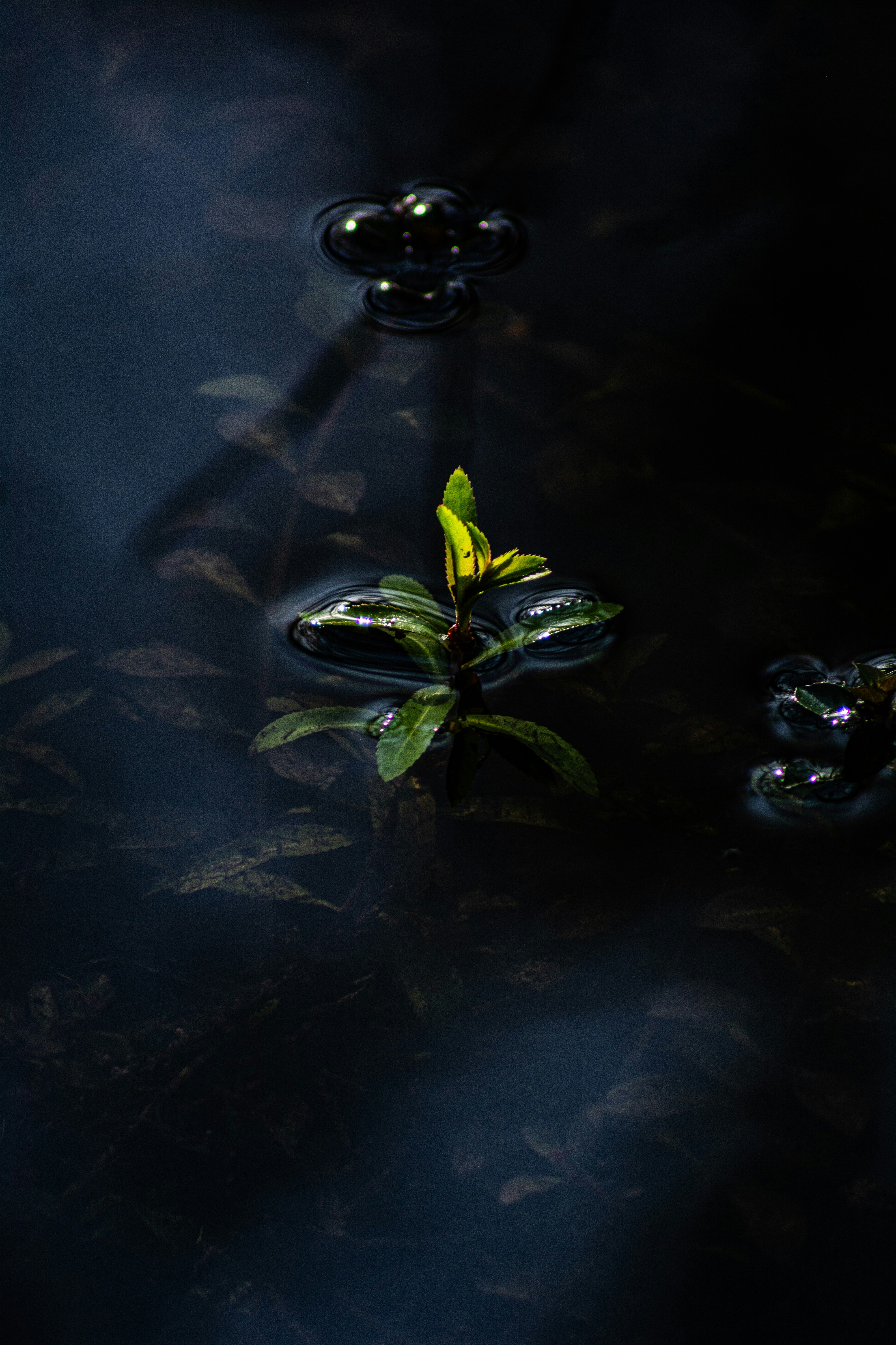 a green plant is reflected in the water