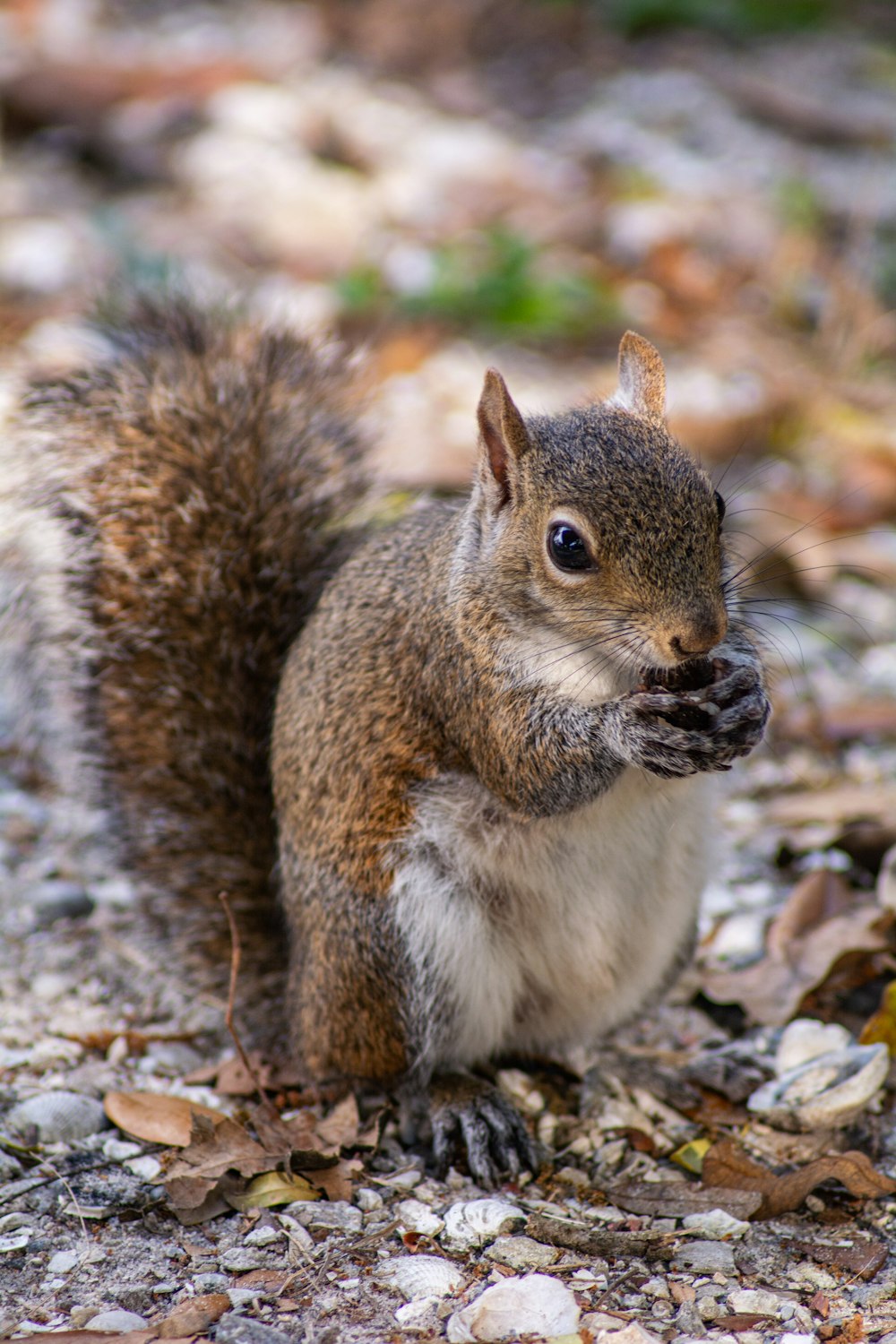 a squirrel is standing on its hind legs