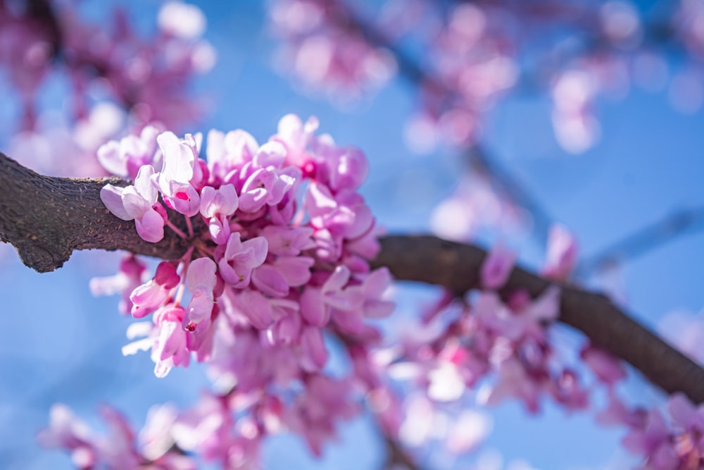 una rama de un árbol con flores rosadas