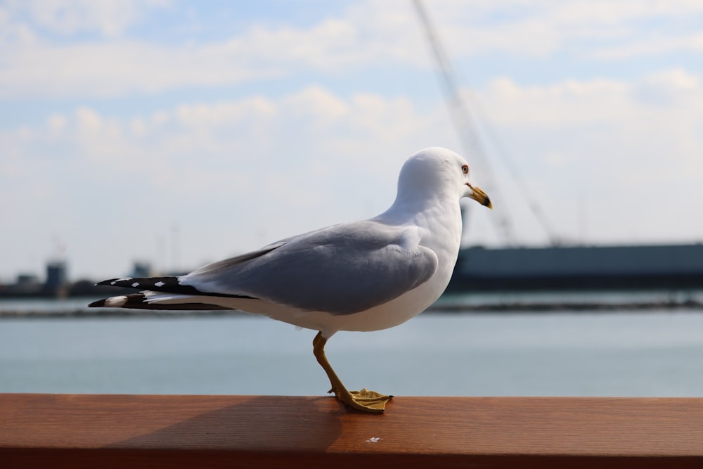 a seagull is standing on a wooden ledge