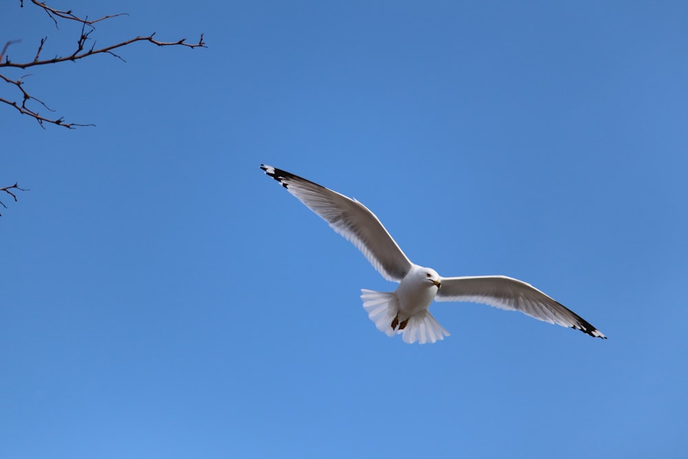 a seagull flying in a clear blue sky