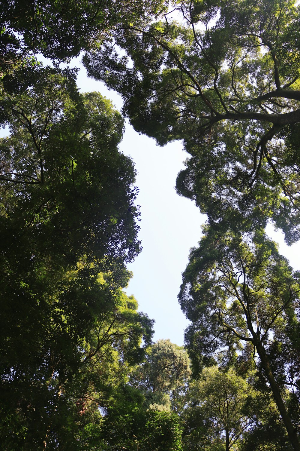 looking up at the tops of trees in a forest