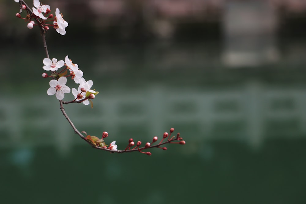 a branch of a tree with white flowers