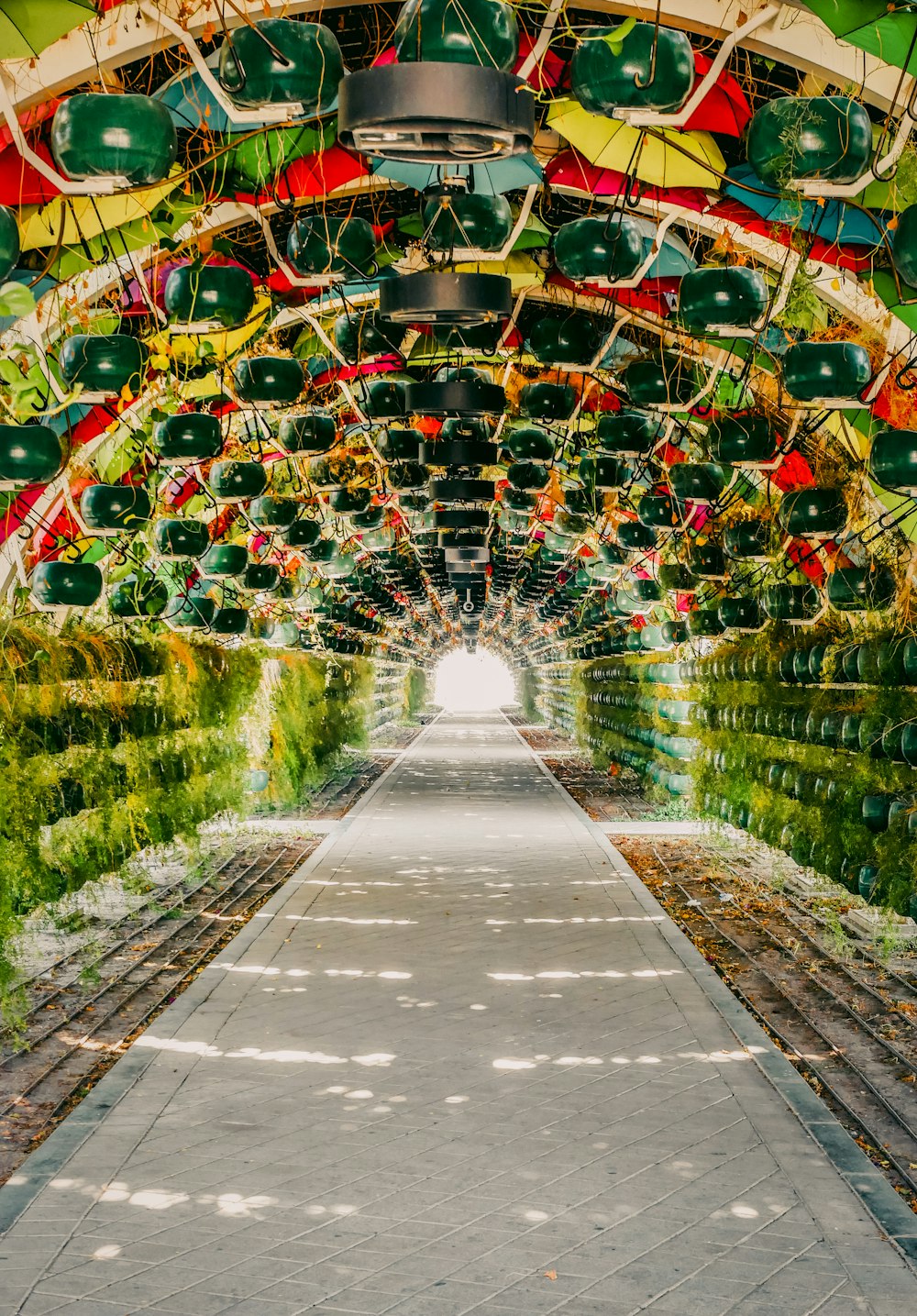 a walkway lined with lots of green plants