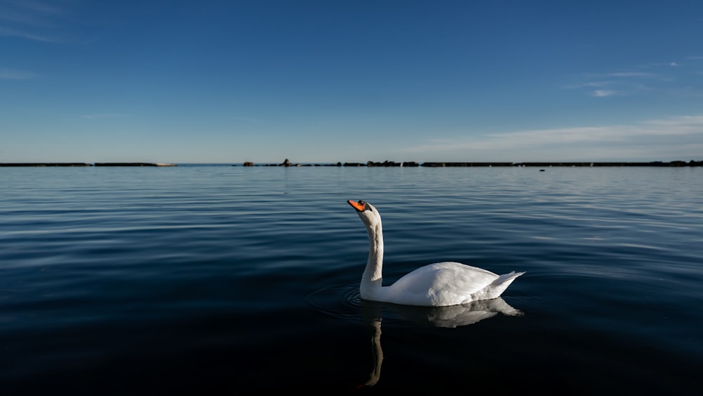 a white swan floating on top of a body of water