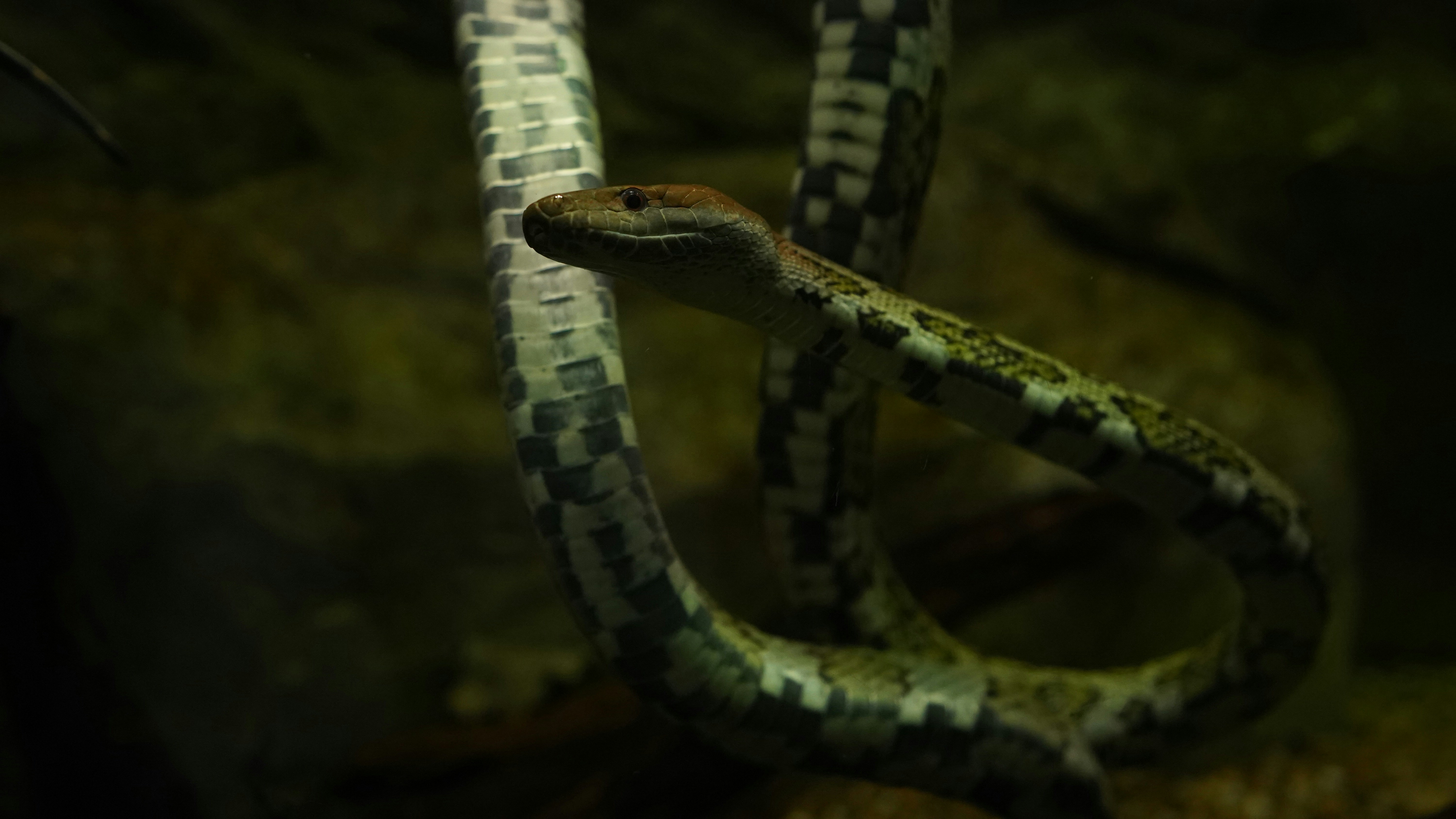 Why Ancient Snakes Started Losing Their Legs (image credits: unsplash)