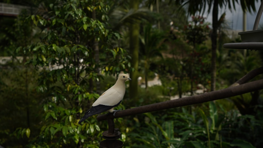 Ein weiß-schwarzer Vogel sitzt auf einem Lichtmast