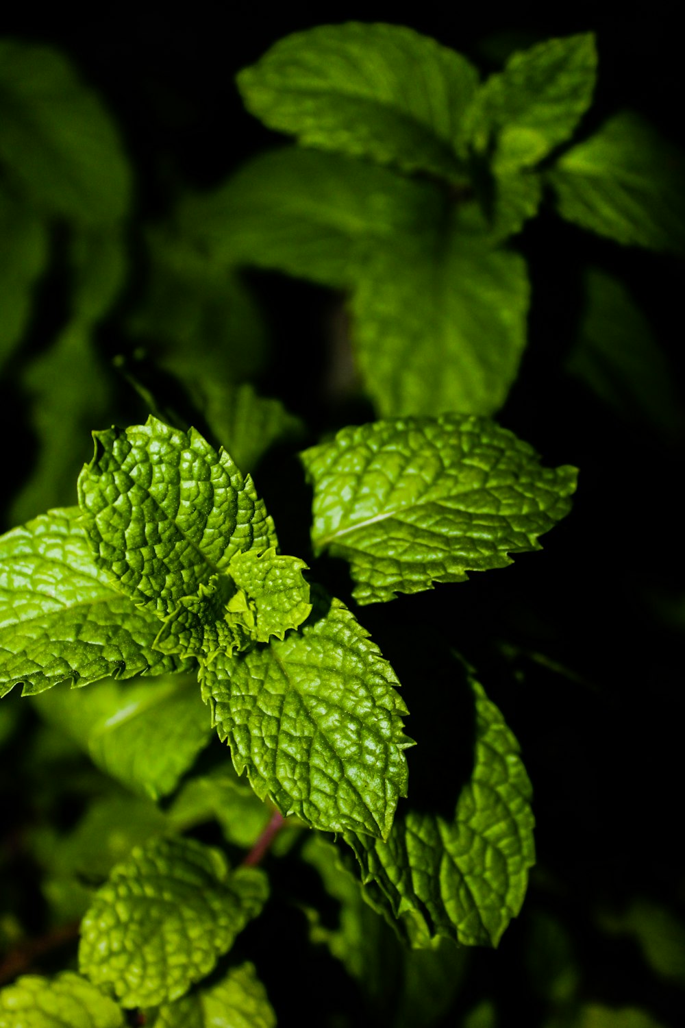 a close up of a green leafy plant