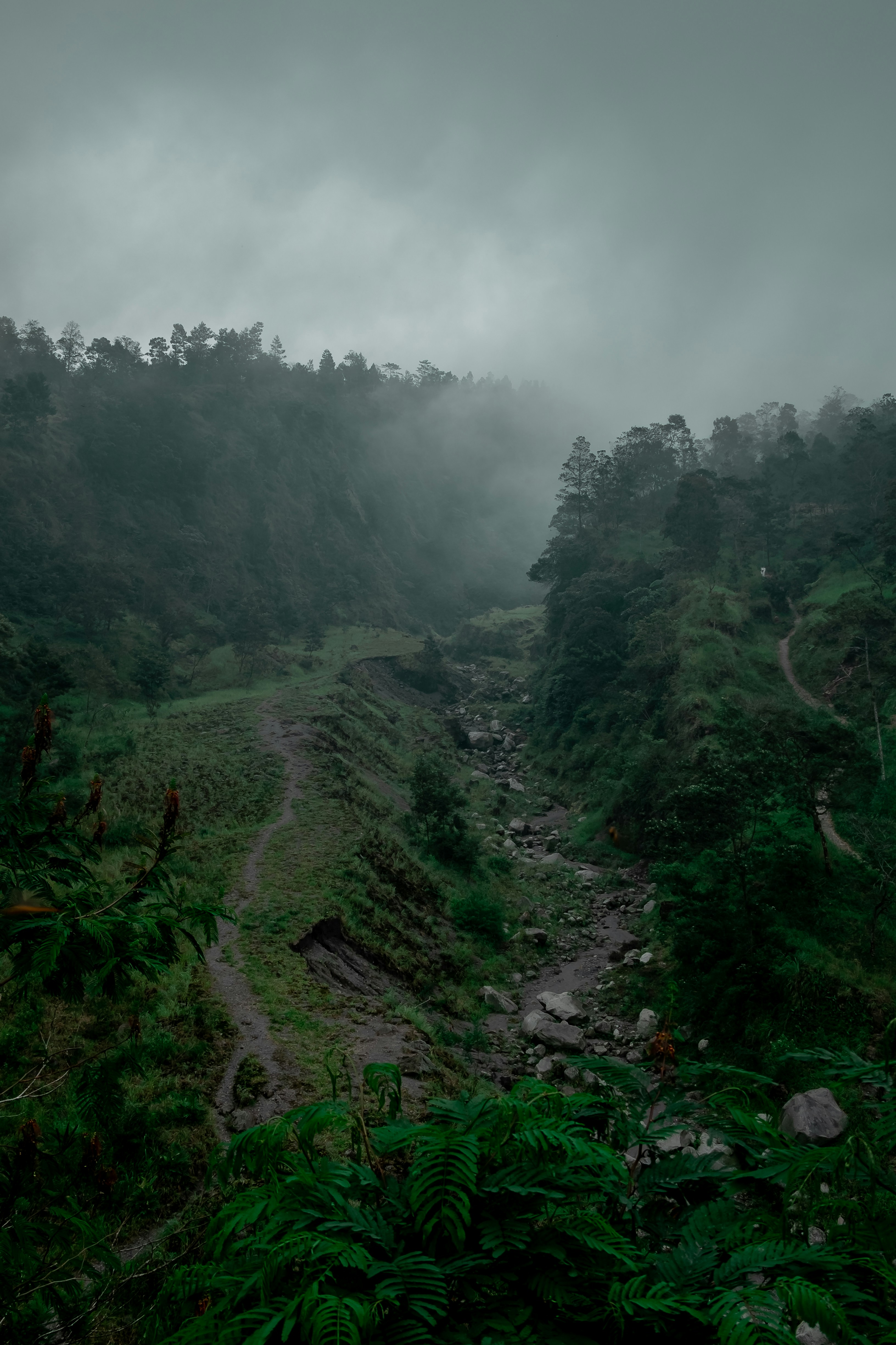a path in the middle of a lush green forest
