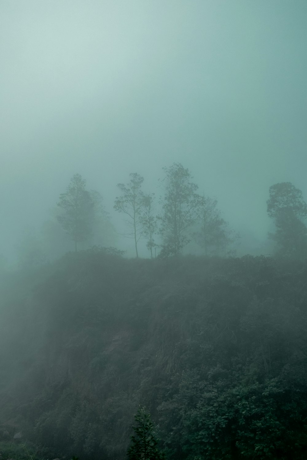 a hill covered in fog with trees on top