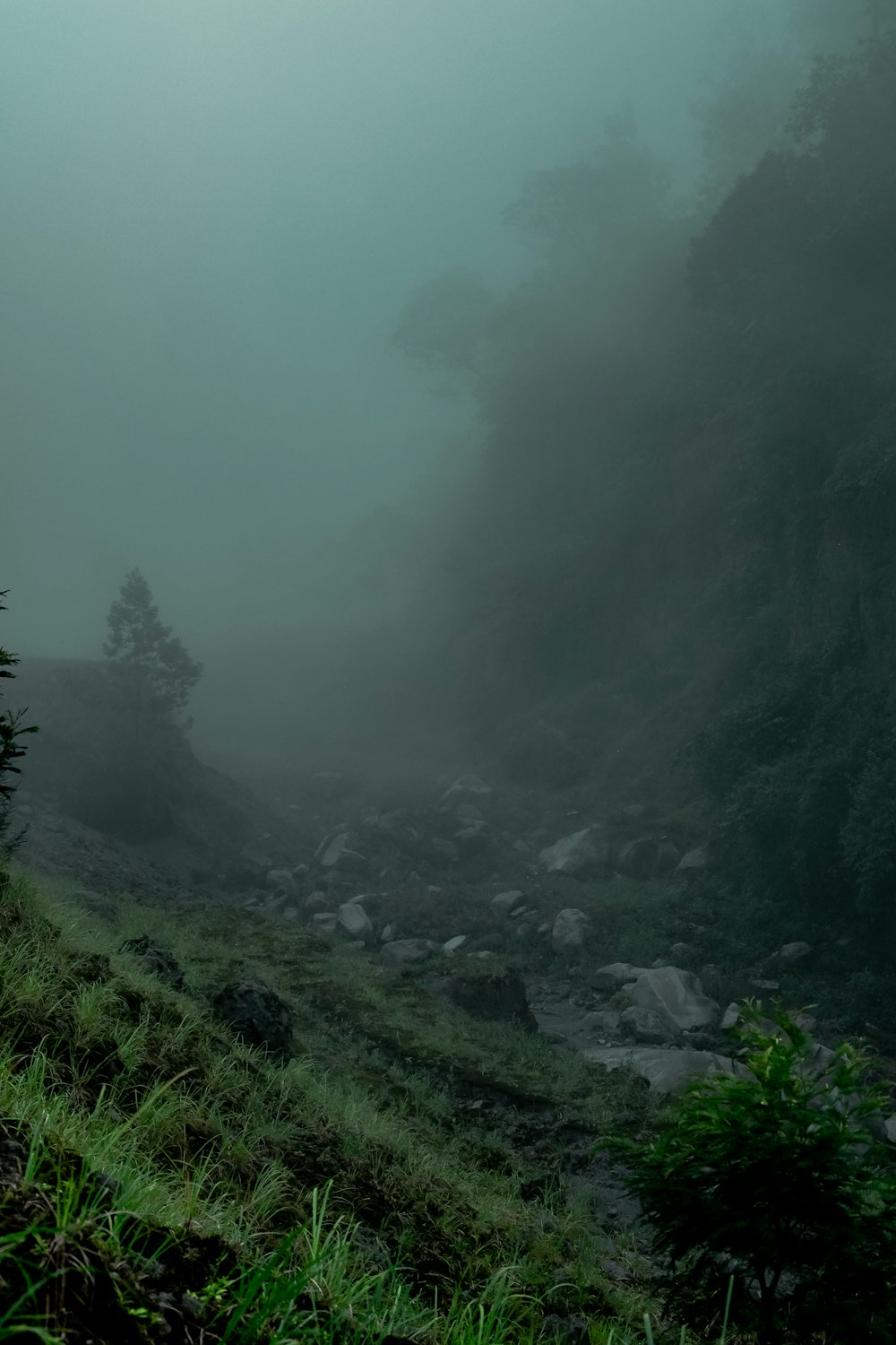 a foggy forest with a stream running through it