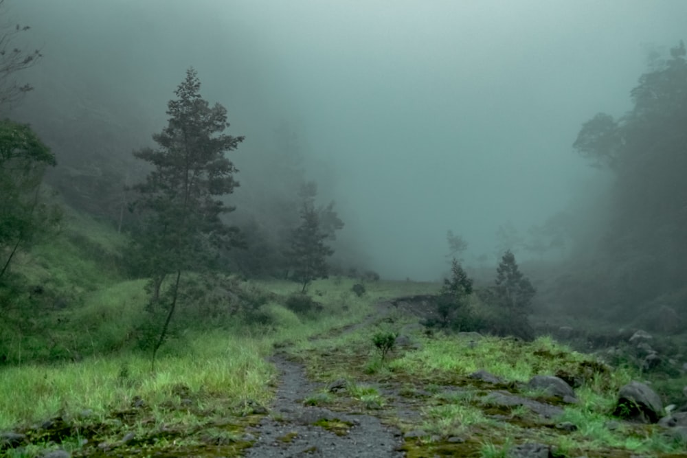 a path in the middle of a forest with fog