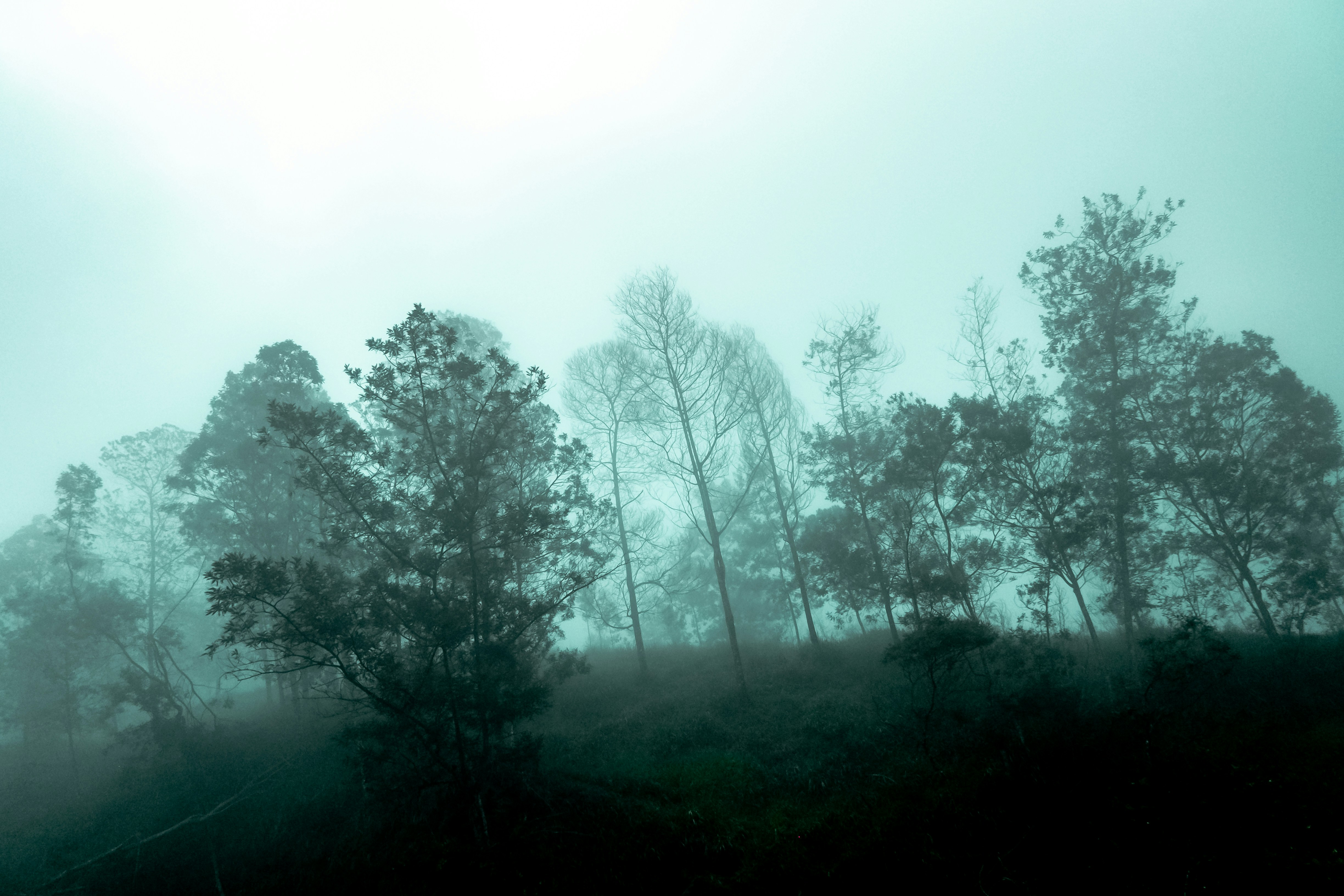 a foggy forest filled with lots of trees