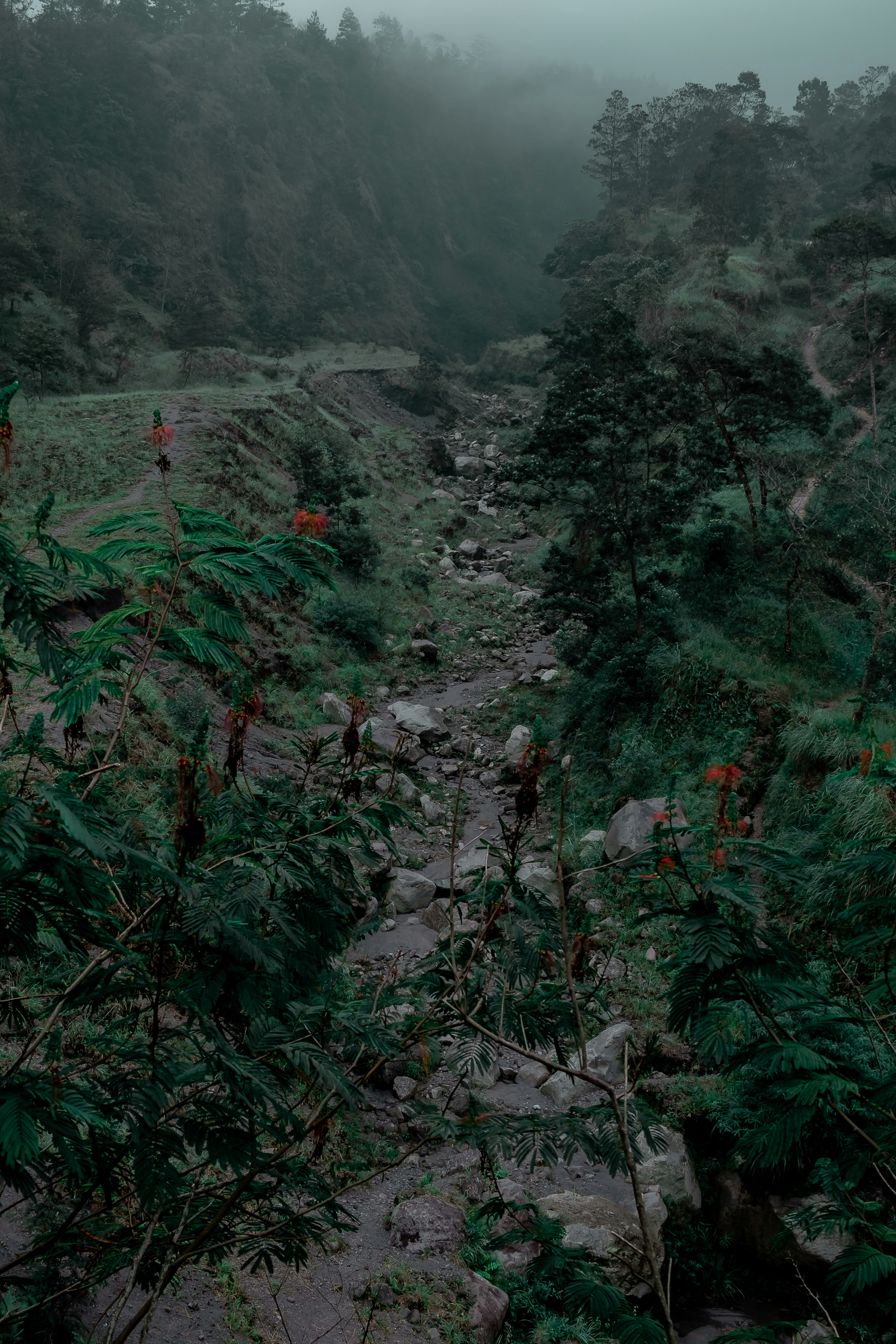 a stream running through a lush green forest