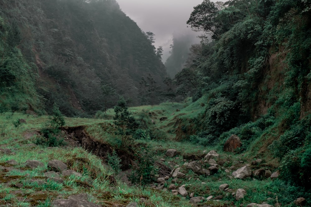 a lush green forest filled with lots of trees