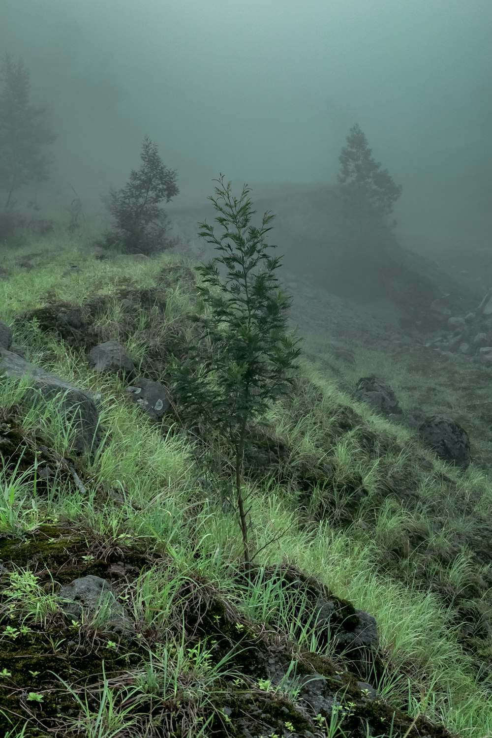 a foggy hillside with trees and grass