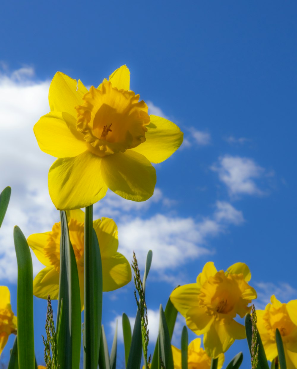 a field of yellow daffodils against a blue sky