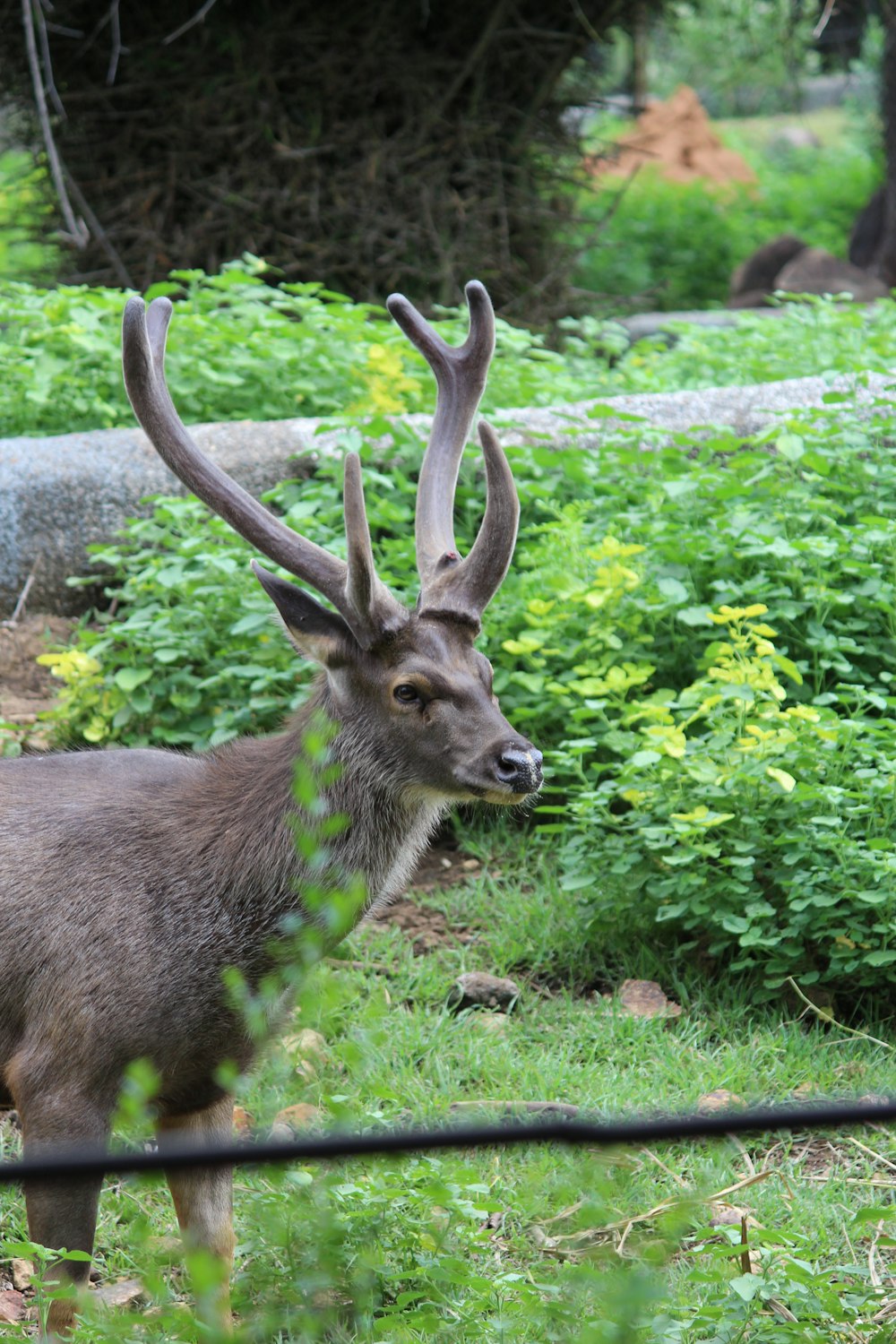 a deer with large antlers standing in the grass