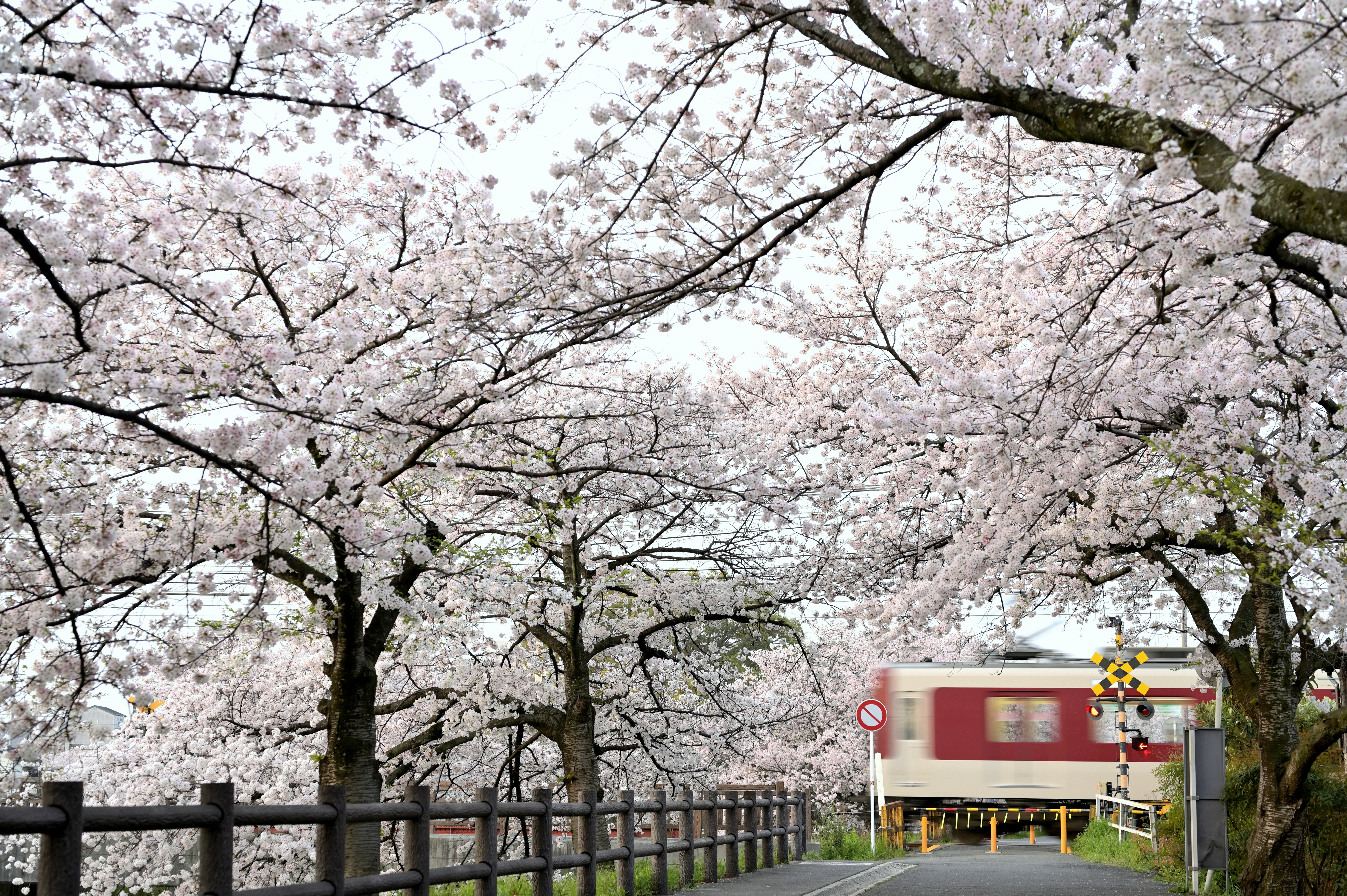 Japanese train travel, cherry blossom picnic, local food