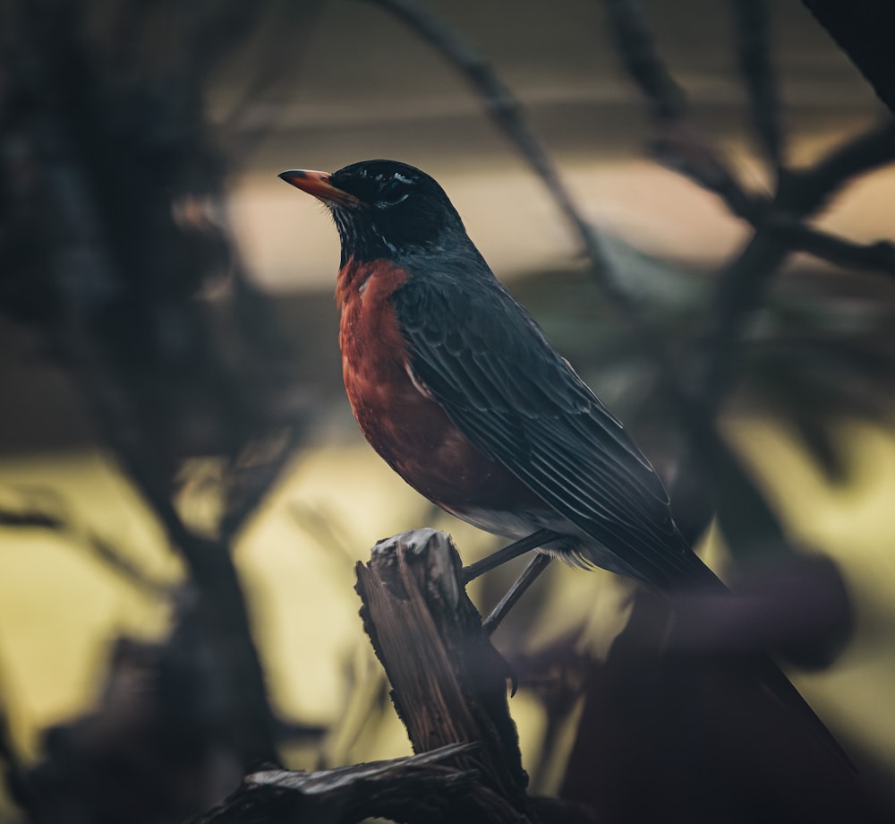 a red and black bird sitting on top of a tree branch