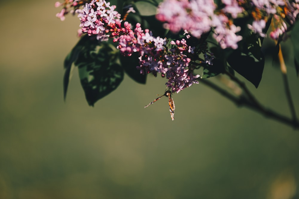보라색 꽃 위에 앉아있는 작은 곤충