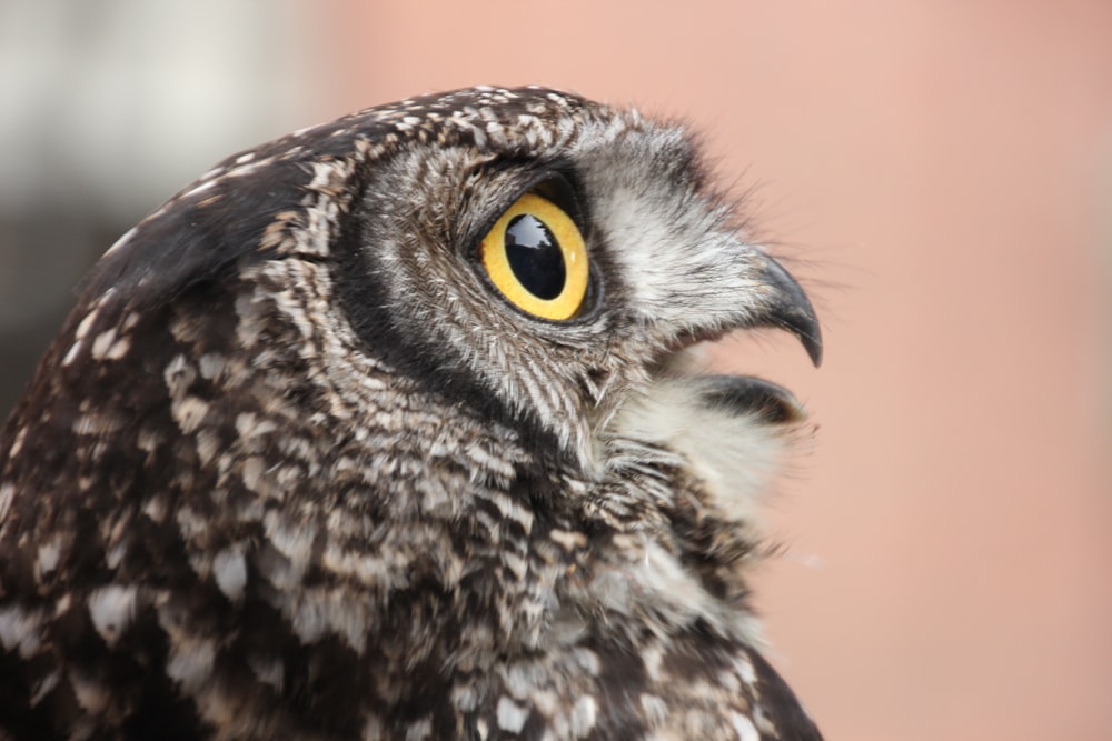 a close up of an owl with yellow eyes