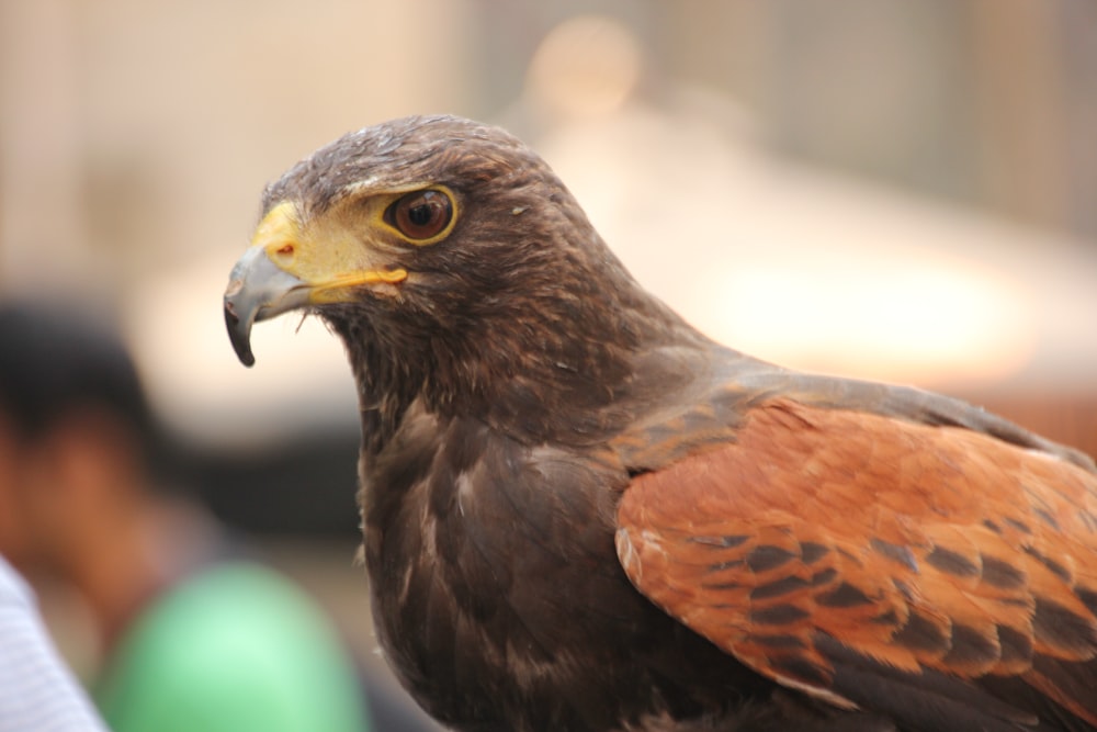 a close up of a bird of prey