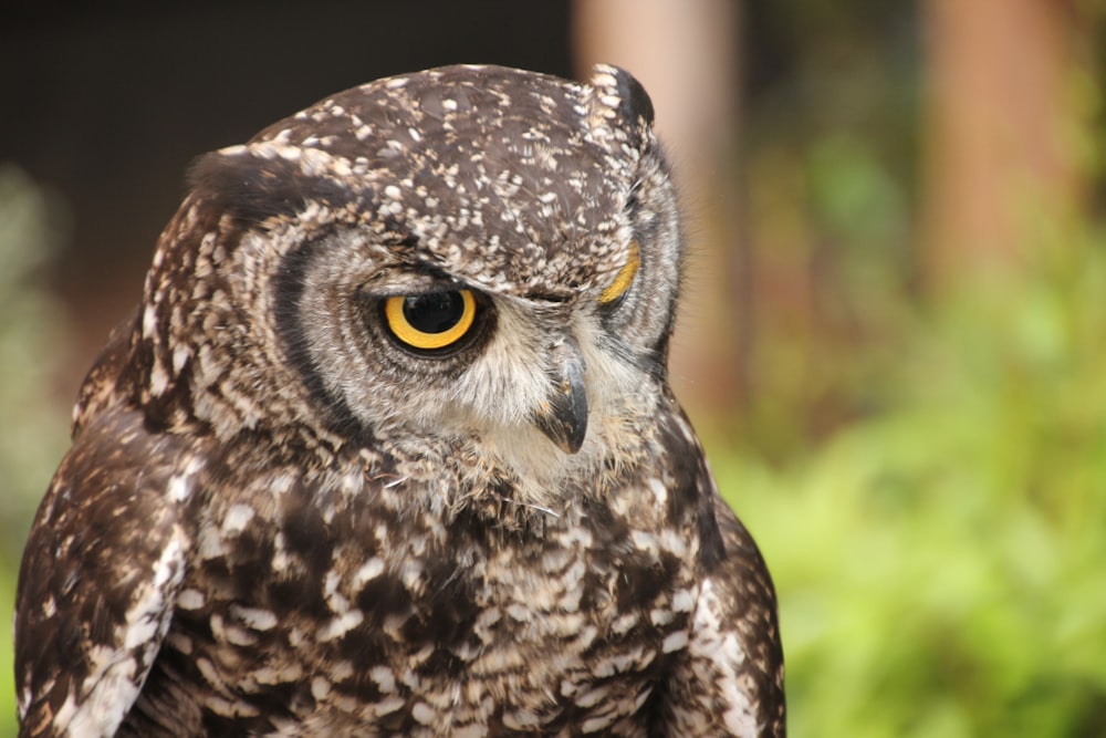 a close up of an owl with yellow eyes