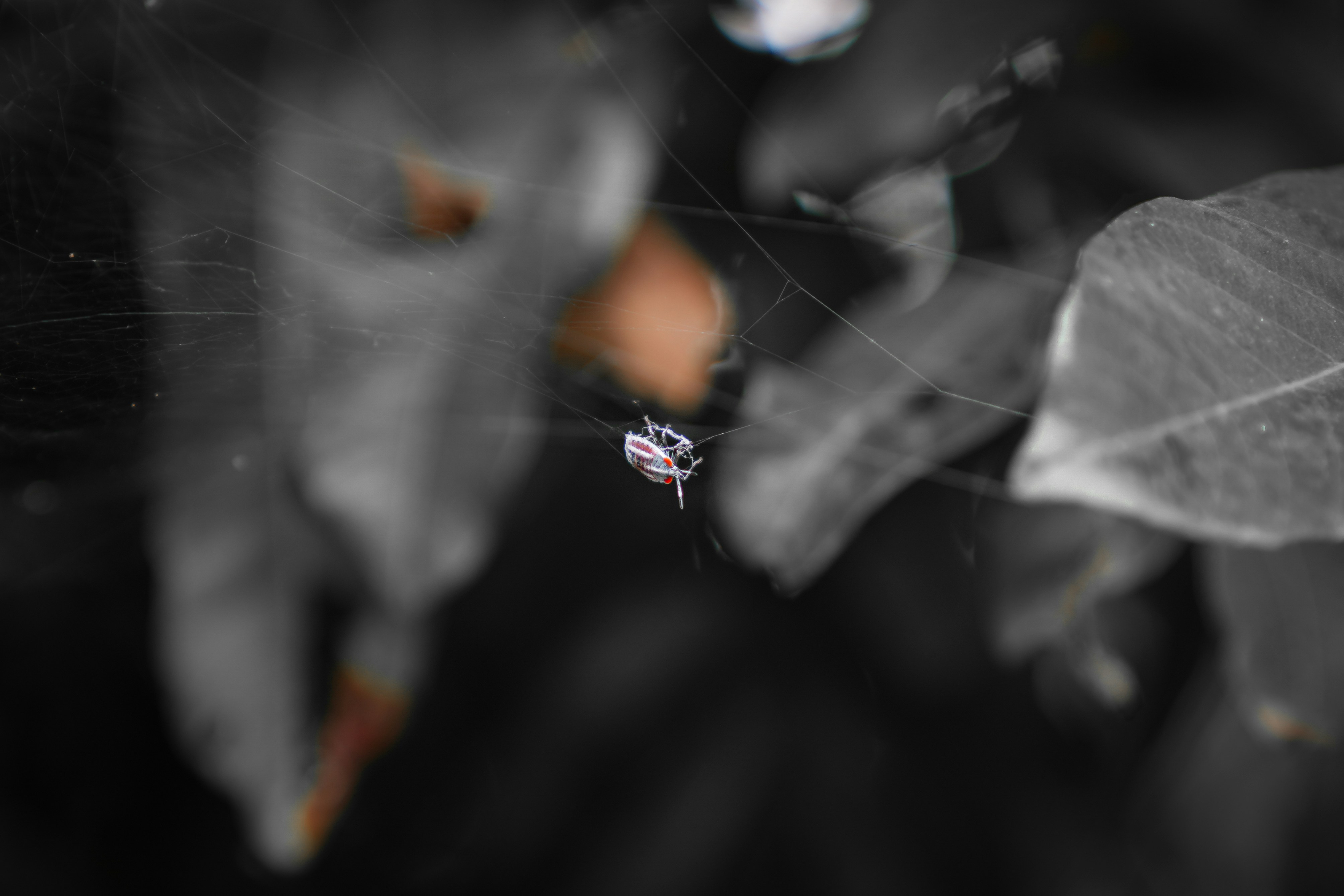 a black and white photo of a spider on its web