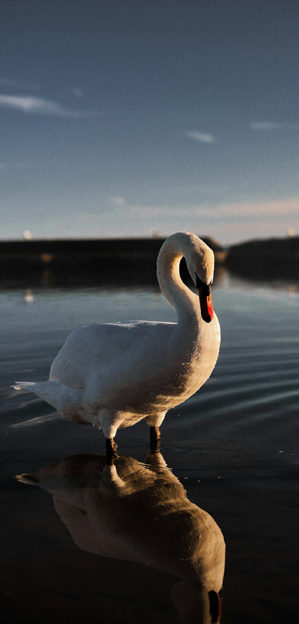 a white swan standing on top of a body of water