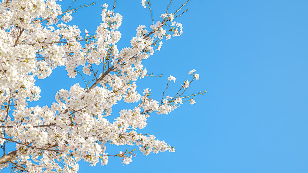 a tree with white flowers and a blue sky in the background