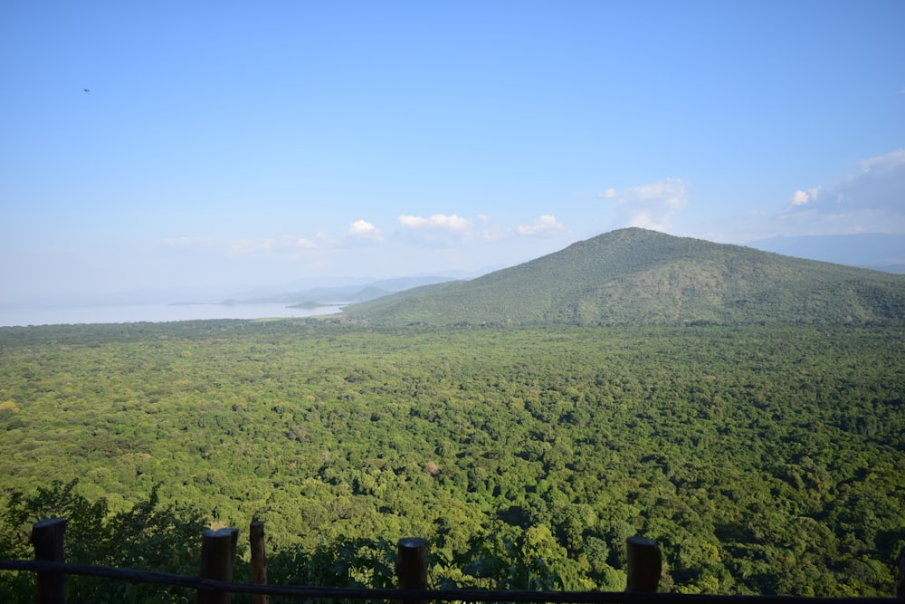 a view of a lush green forest with a mountain in the background