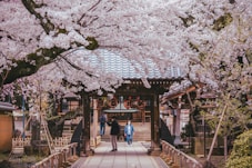 a group of people walking across a bridge under cherry blossom trees