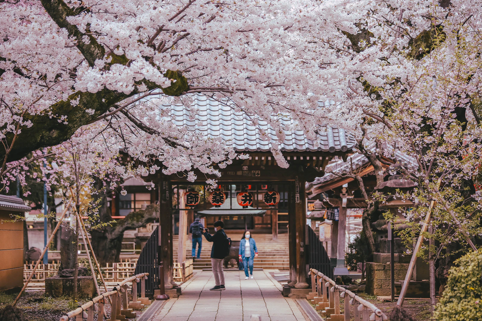 Travelers crossing a bridge beneath cherry blossom trees