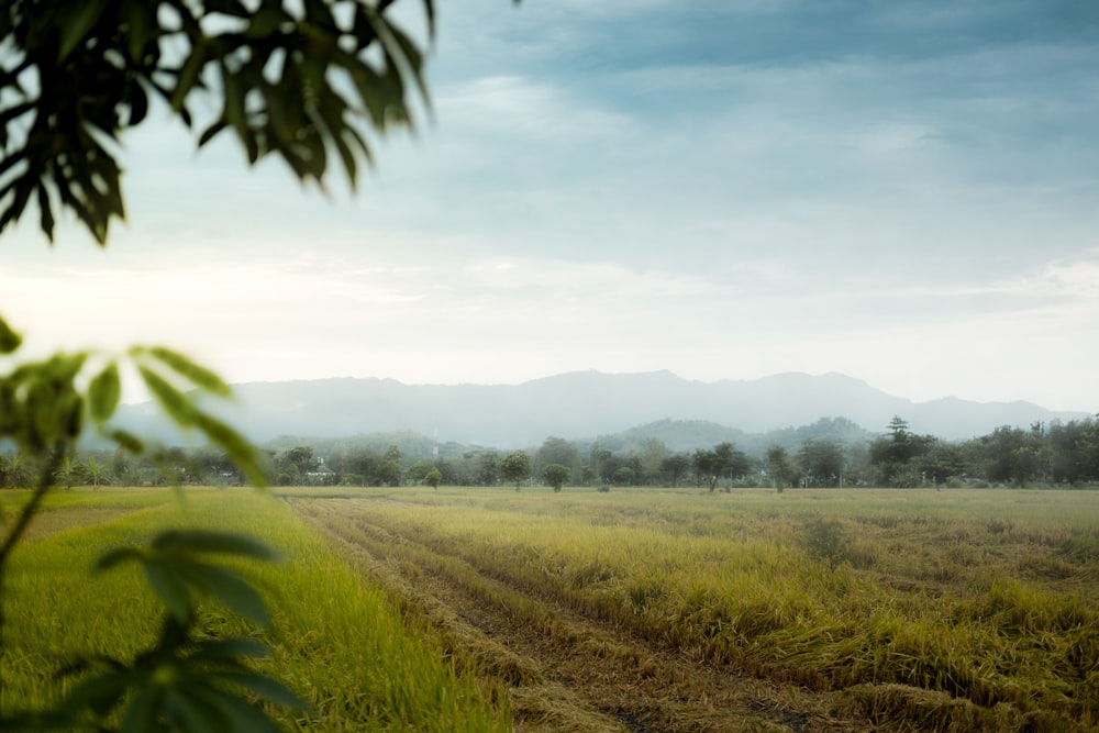 a grassy field with mountains in the distance