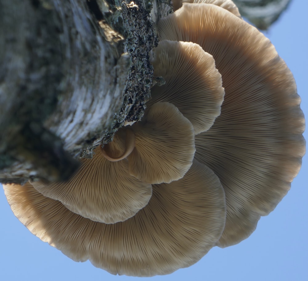 a cluster of mushrooms growing on a tree