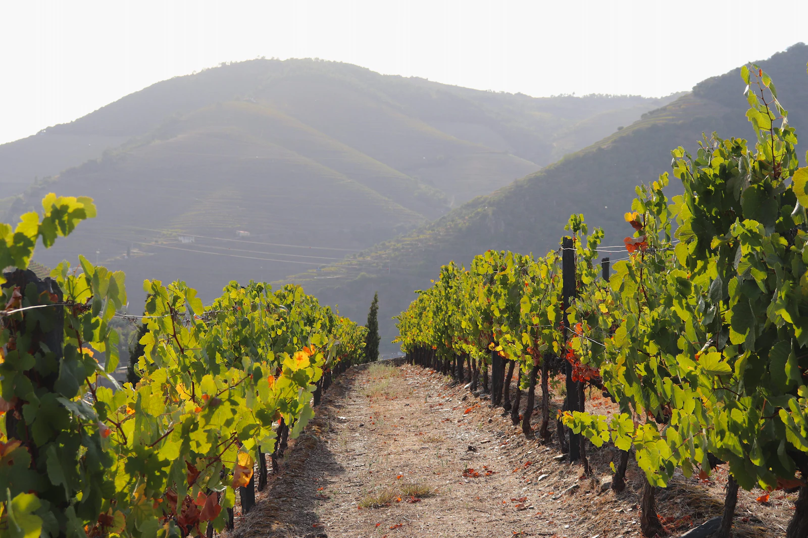 Imagem stock temporária de caminho entre vinhas no Douro.