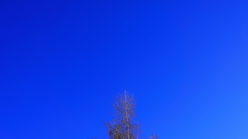 a clear blue sky with some trees in the foreground