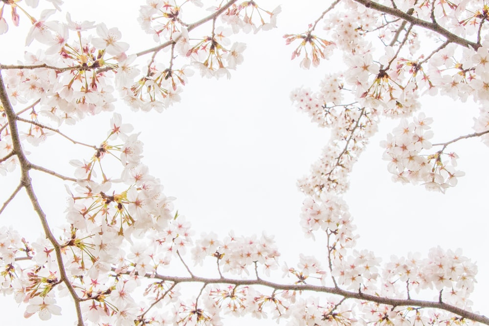 a branch of a tree with white flowers