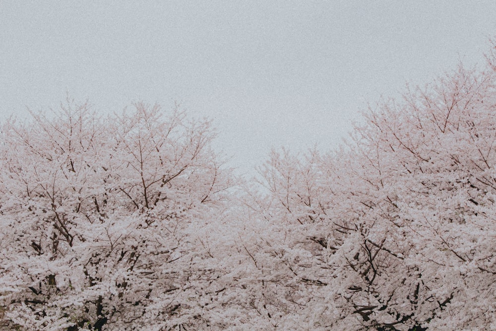 a group of trees that are covered in snow